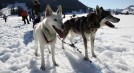 Husky and winter adventure